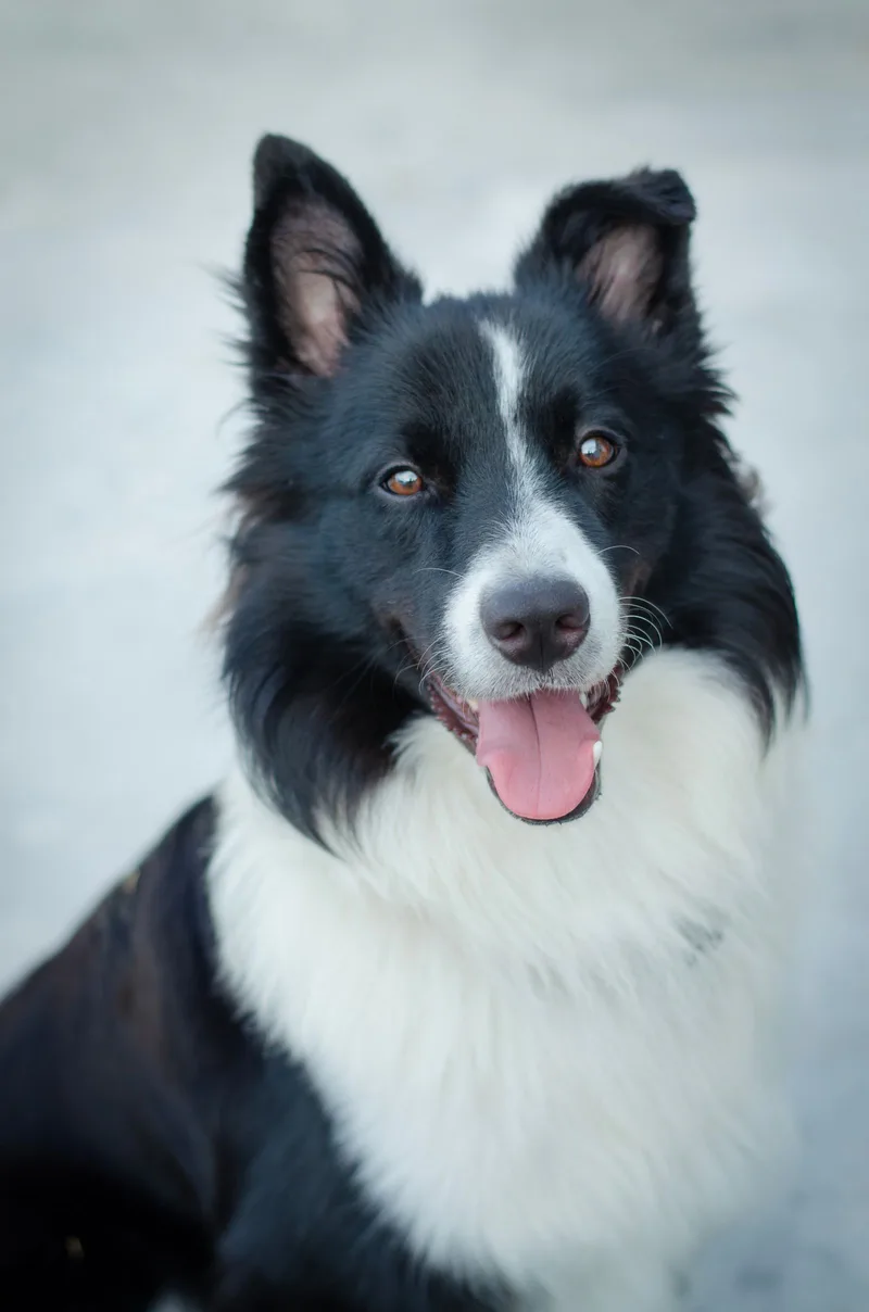 Fotografia original de um border collie
