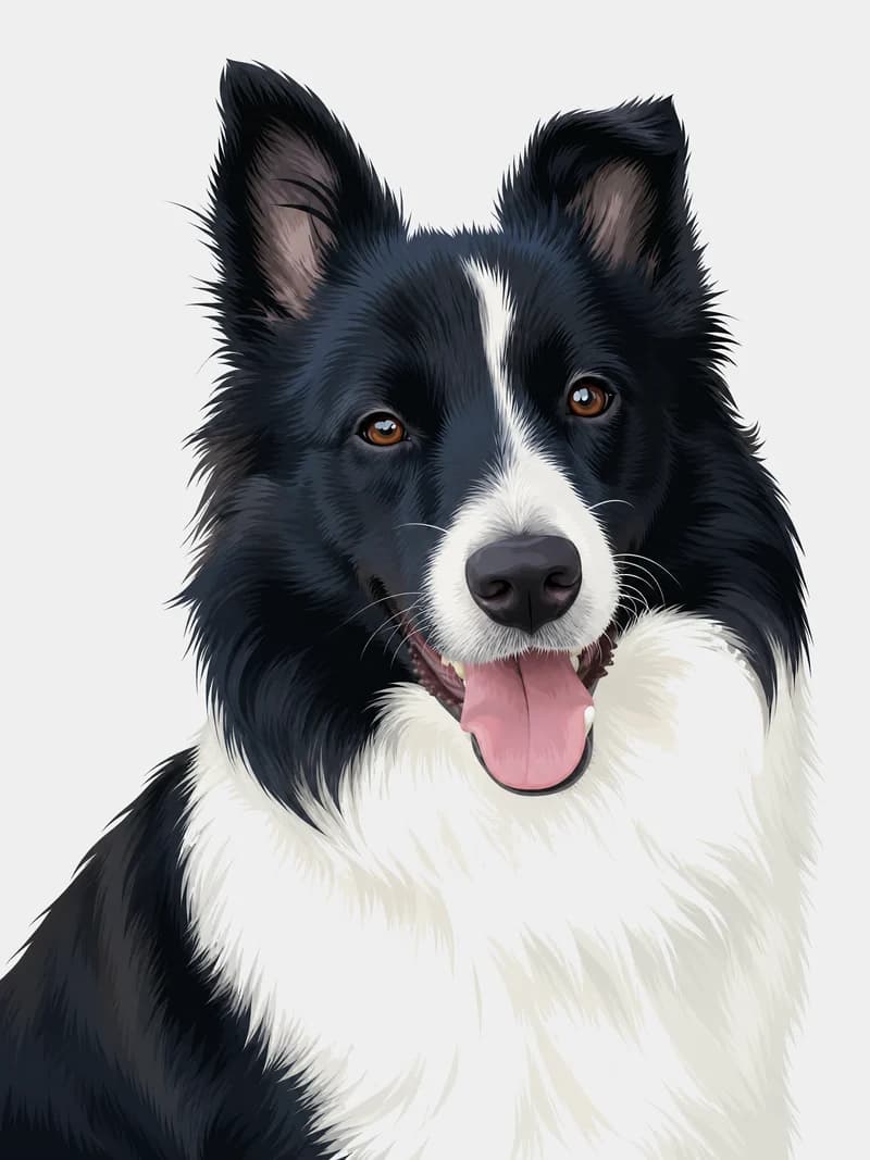 Retrato ilustrado de um border collie