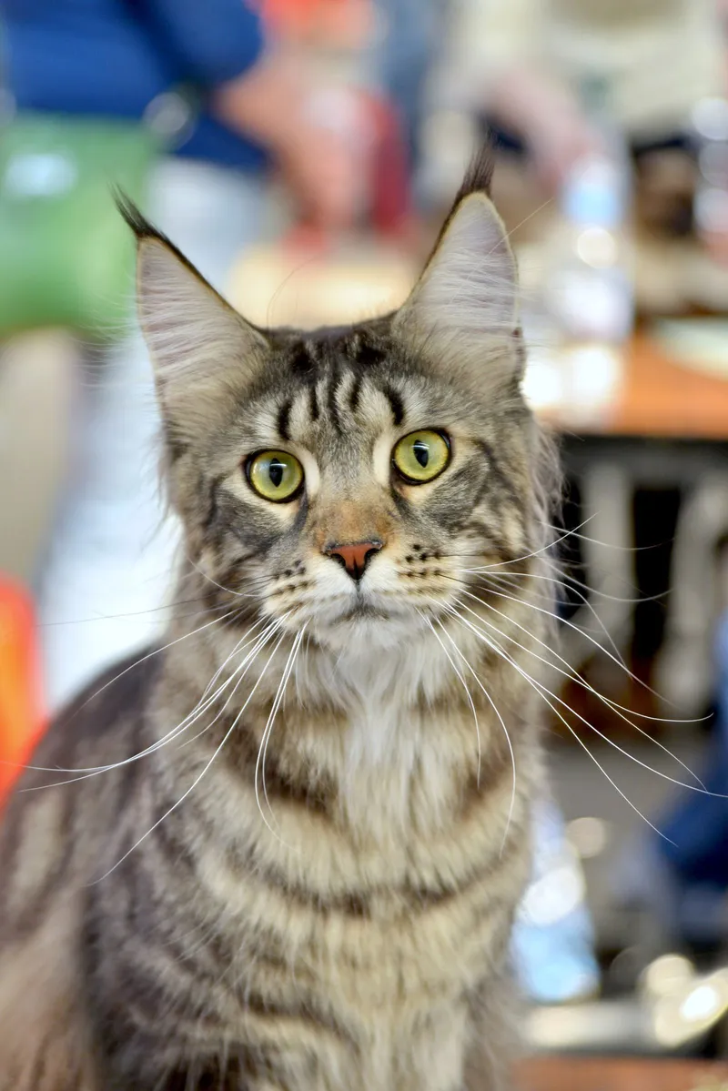 Fotografia original de um gato maine coon