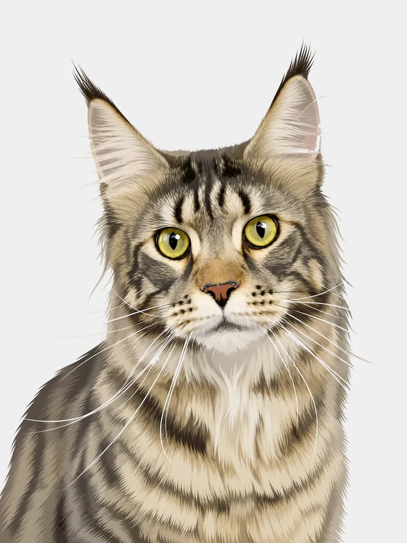 Retrato ilustrado de um gato maine coon