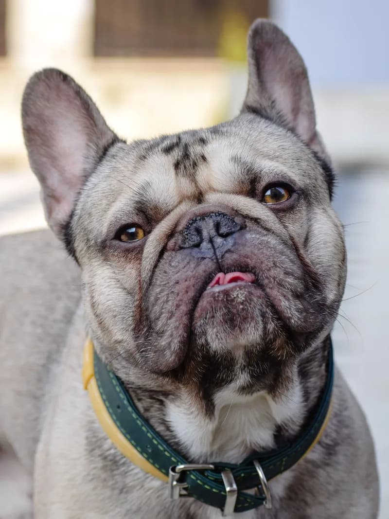 Fotografia original de um bulldog francês