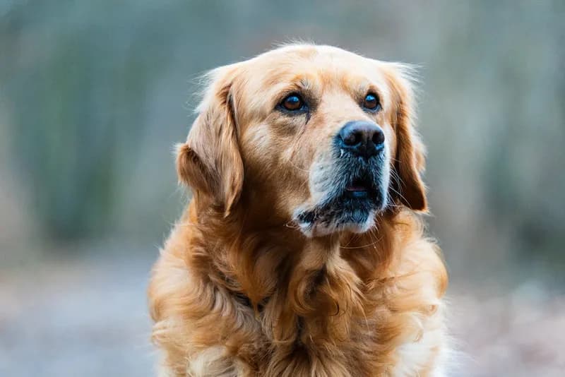 Fotografia original de um golden retriever