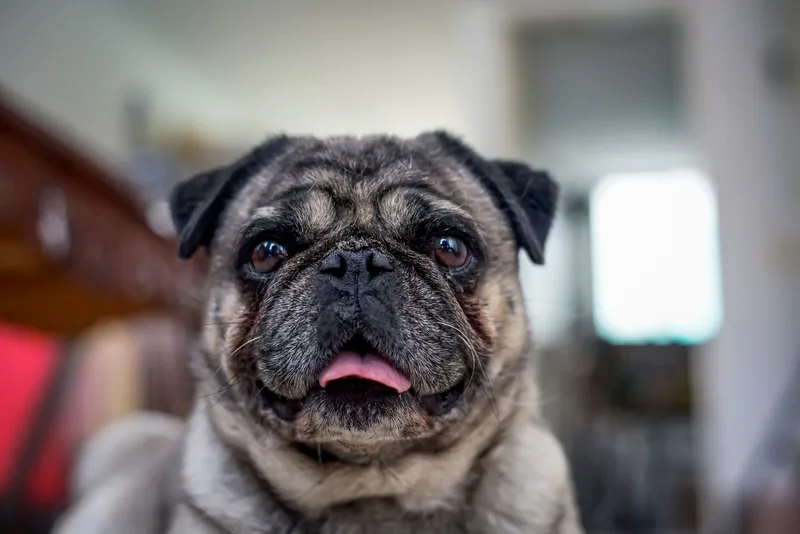 Fotografia original de um pug